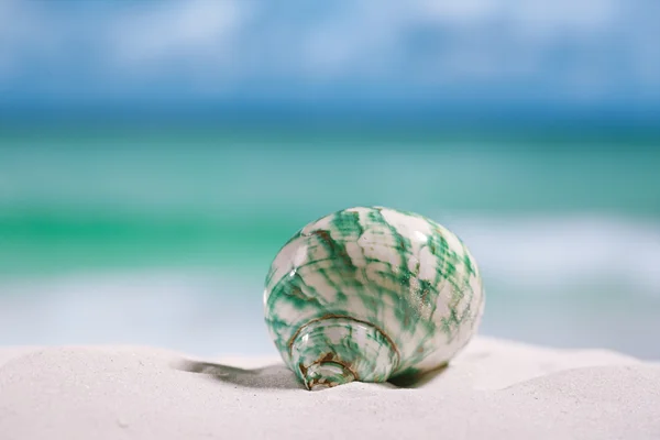 Trópusi tenger shell — Stock Fotó