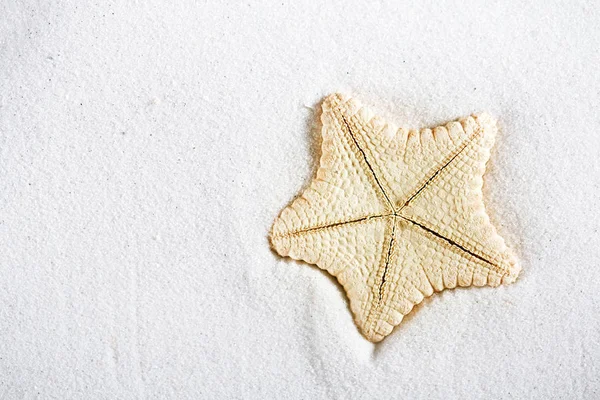 Estrellas de mar de aguas profundas raras en la playa blanca — Foto de Stock