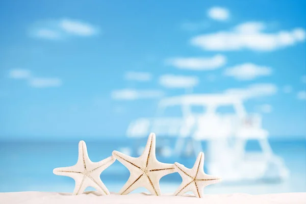 White starfish on white beach — Stockfoto