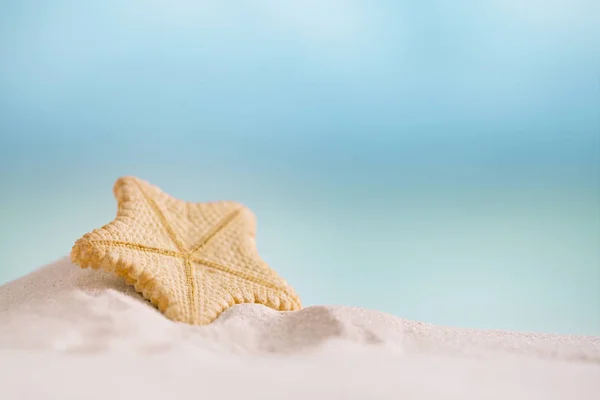 Seltene Seesterne am weißen Strand — Stockfoto