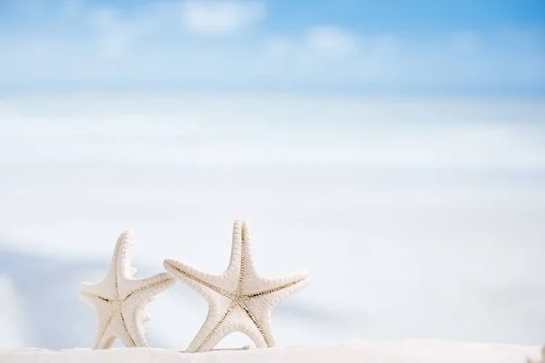 Two white starfish on white beach — Stock Photo, Image
