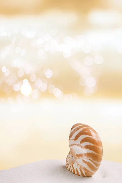 Nautilus sea shell on white sand — Stock Photo, Image