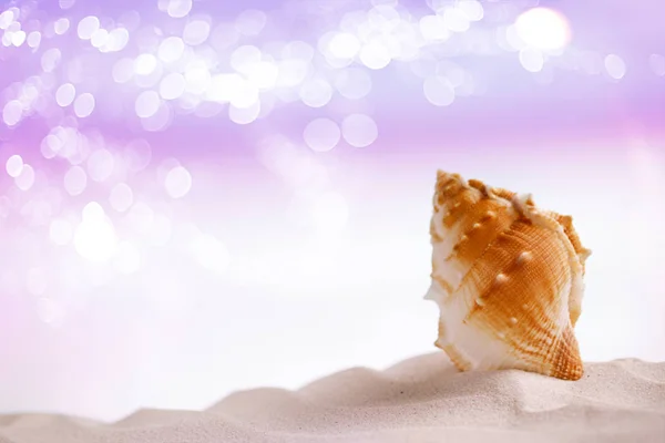 Tropical sea shell on white sand — Stock Photo, Image