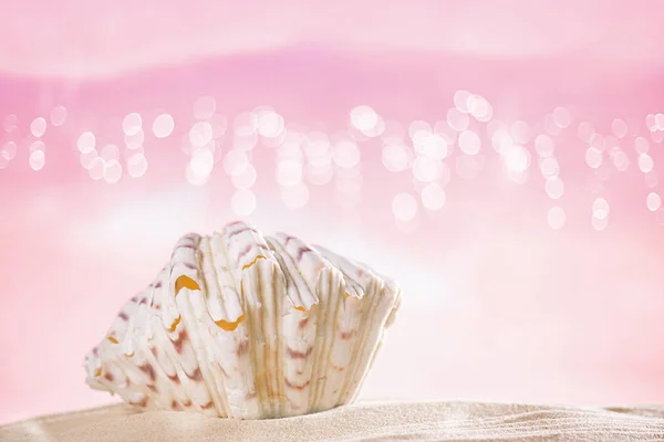 Stripped clown sea shell — Stock Photo, Image