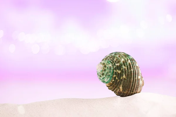 Tropical sea shell on white sand — Stock Photo, Image