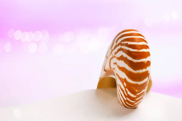 Nautilus sea shell on white sand — Stock Photo, Image