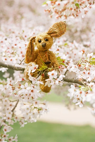 Kleine konijntje in het voorjaar met bloesem — Stockfoto