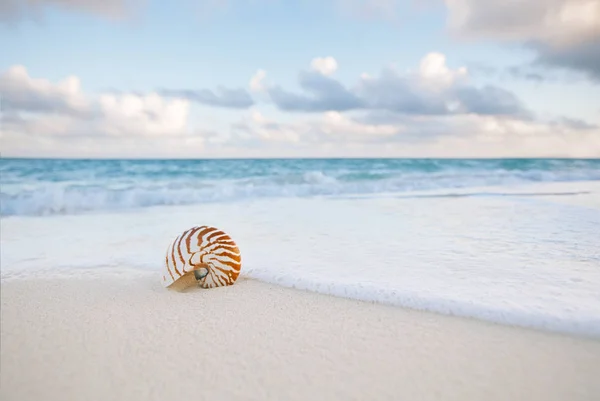 Nautilus conchiglia sulla spiaggia — Foto Stock