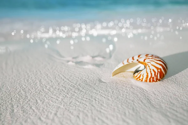 鹦鹉螺贝壳上海滩 — 图库照片