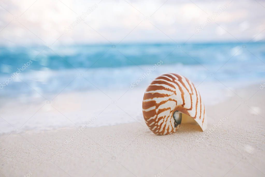 nautilus sea shell on  beach