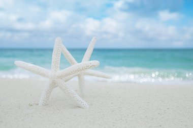 Beyaz kum plaj üzerinde beyaz deniz yıldızı 