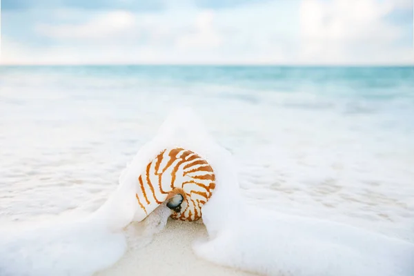 Nautilus shell sea waves — Stock Photo, Image