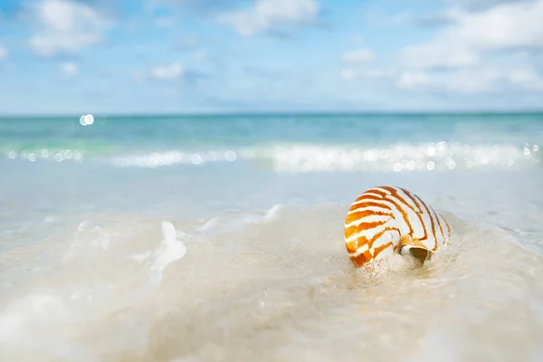 Nautilus conchiglia onde marine — Foto Stock