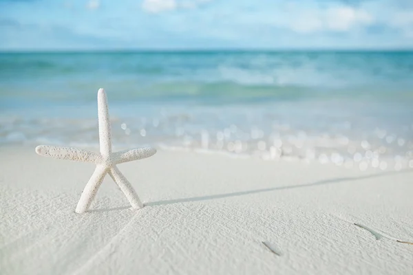 Étoile de mer blanche sur la plage de sable blanc — Photo