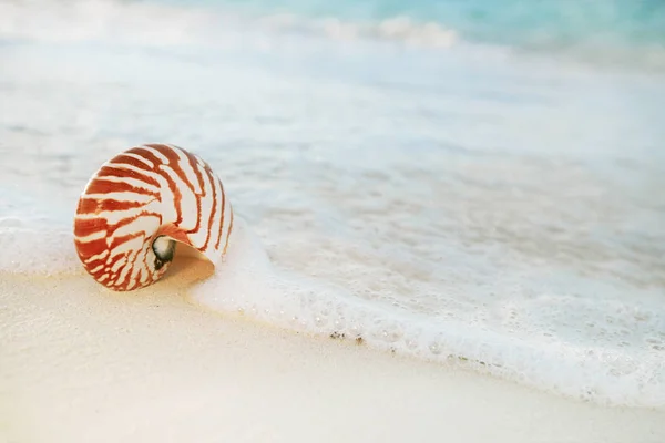 Nautilus shell sea waves — Stock Photo, Image