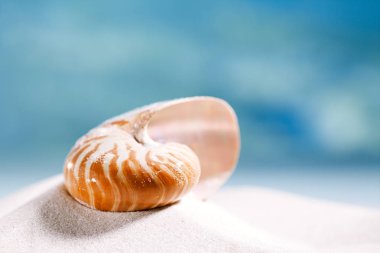 nautilus shell on white  sand clipart