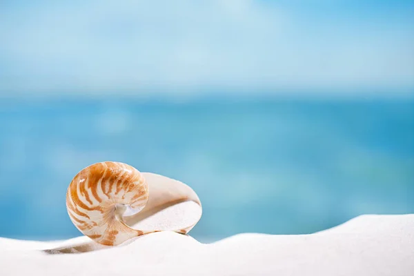 Guscio nautilus su sabbia bianca — Foto Stock