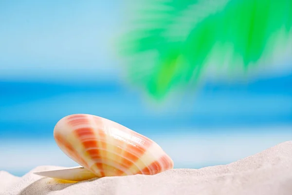 Тропический морской панцирь на белом песке — стоковое фото