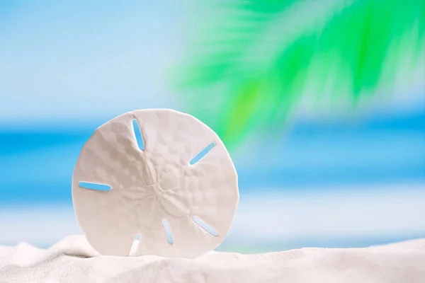 Round starfish on white sand — Stock Photo, Image