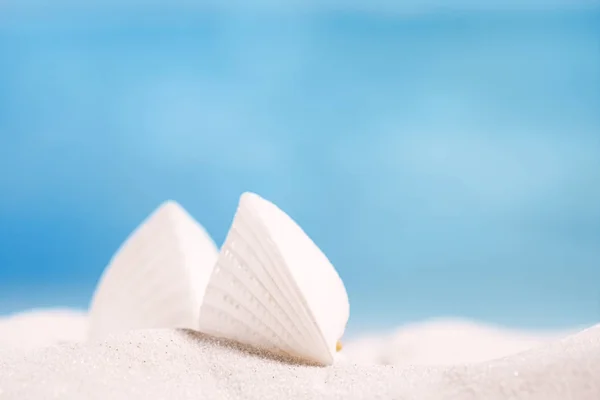 Beyaz kum üzerinde beyaz tropikal deniz hayvanı kabuğu — Stok fotoğraf