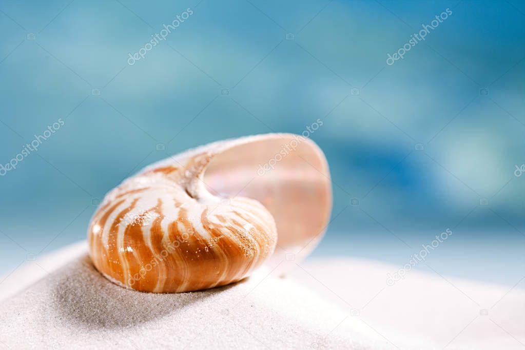 nautilus shell on white  sand