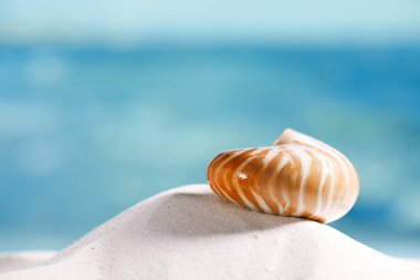 nautilus shell on white  sand
