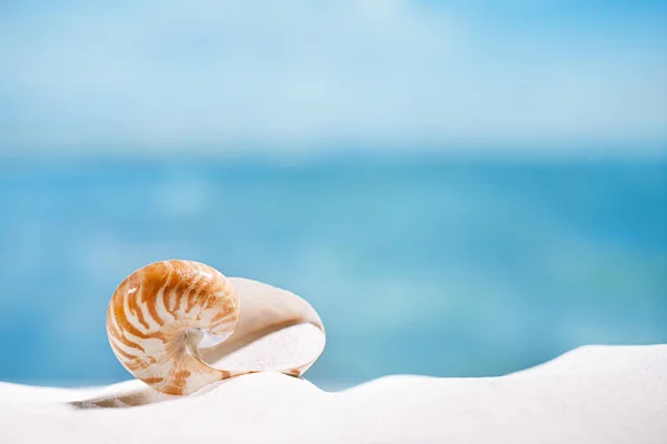 Nautilus shell on white  sand — Stock Photo, Image