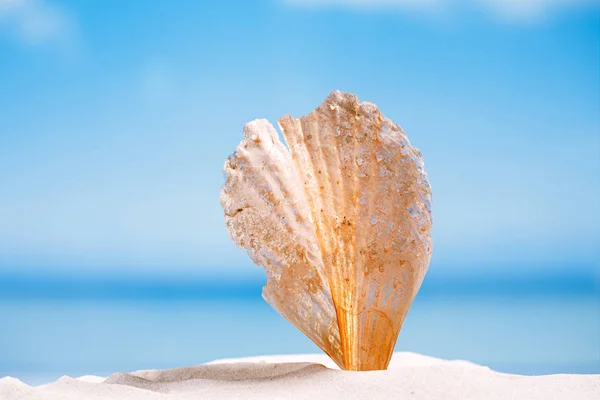 Conchiglia tropicale su sabbia bianca — Foto Stock