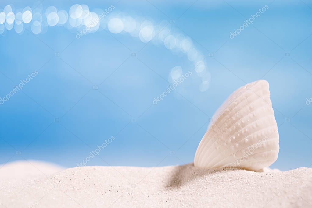 tropical sea shell on white sand