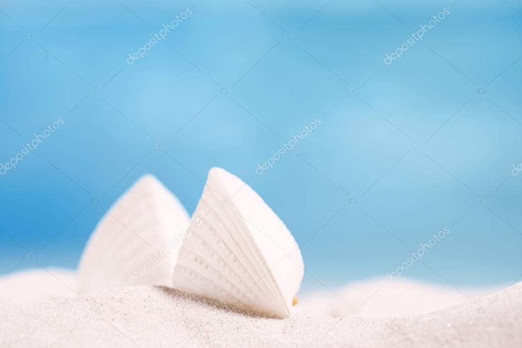 white tropical shell on white sand 