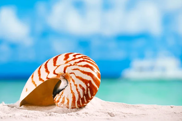 Nautilus shell on white sand — Stock Photo, Image