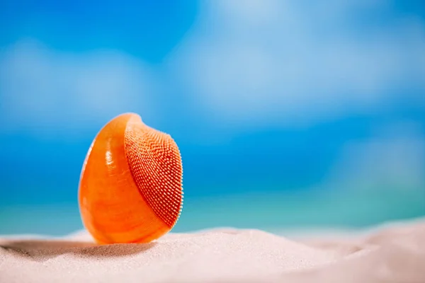 Red tropical shell — Stock Photo, Image