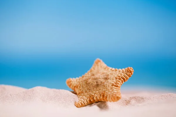 Nadir derin deniz deniz yıldızı — Stok fotoğraf