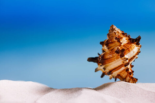 tropical seashell on beach sand
