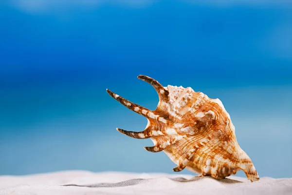 Tropical seashell on white sand — Stock Photo, Image