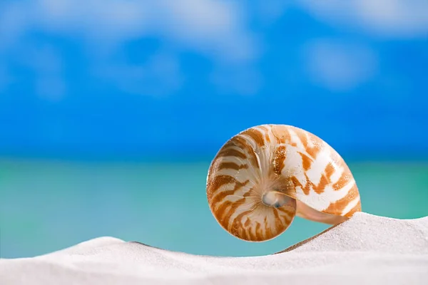 Nautilus-Muschel auf weißem Sand — Stockfoto