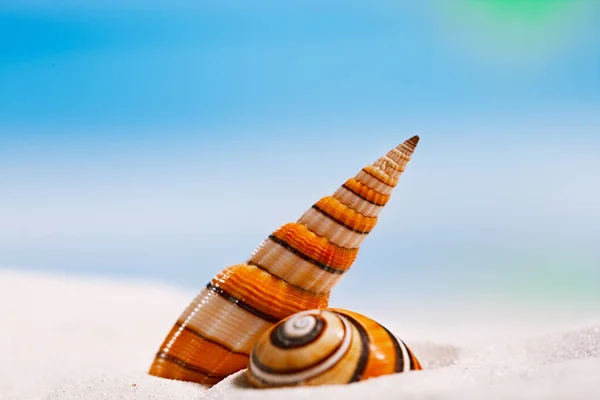 Coquillages tropicaux sur sable blanc — Photo