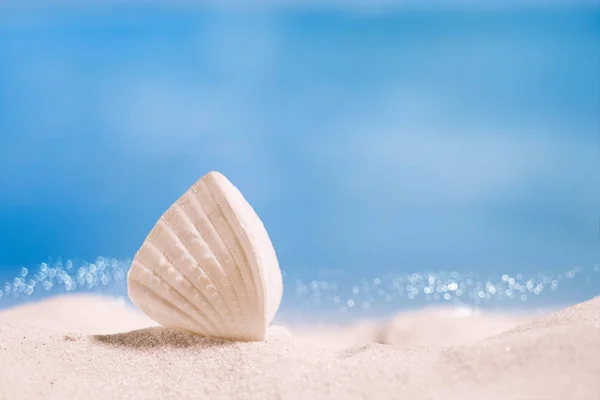 White tropical shell — Stock Photo, Image