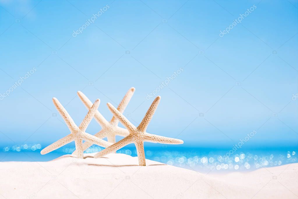 white starfish on white sand beach