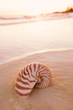 Nautilus kabuğu beyaz kum üzerinde 