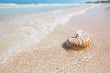 Nautilus kabuğu beyaz kum üzerinde 