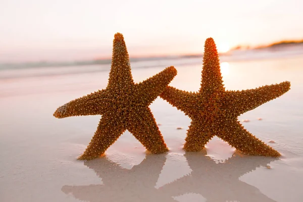 Sjöstjärna skal på stranden — Stockfoto