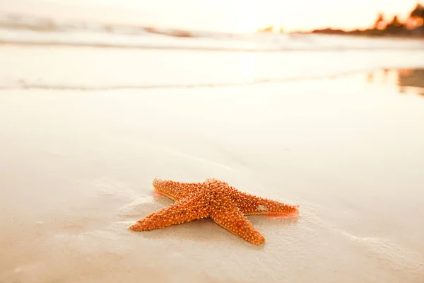 Starfish shell on beach — Stock Photo, Image