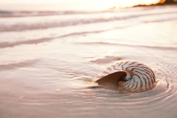 Guscio nautilus su sabbia bianca — Foto Stock