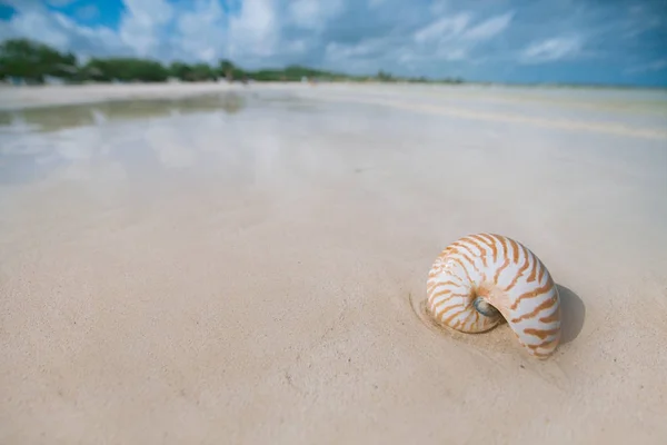 Nautilus shell on white sand — Stock Photo, Image