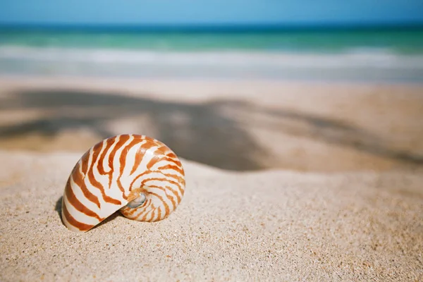 Скорлупа наутилуса на белом песке — стоковое фото
