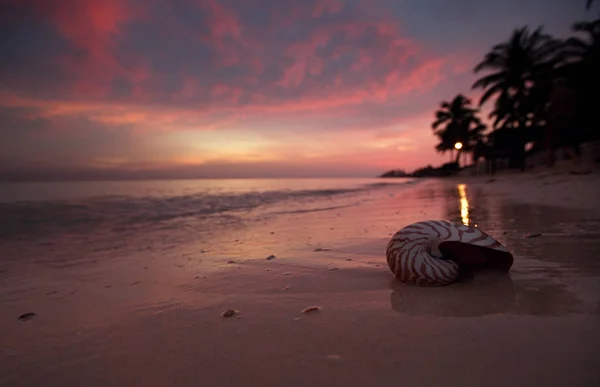 Nautilus shell on beach sand — Stock Photo, Image