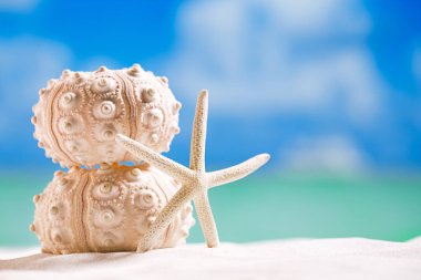 kestanesi kabuğu ve deniz yıldızı