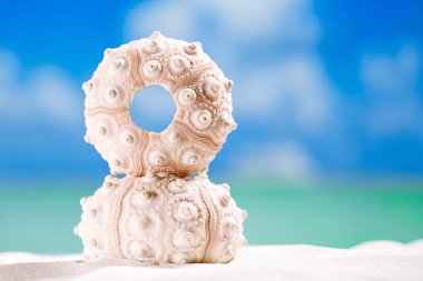 kestanesi kabuğu ile okyanus