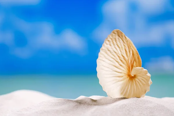 Paper nautilus shell on white sand — Stock Photo, Image